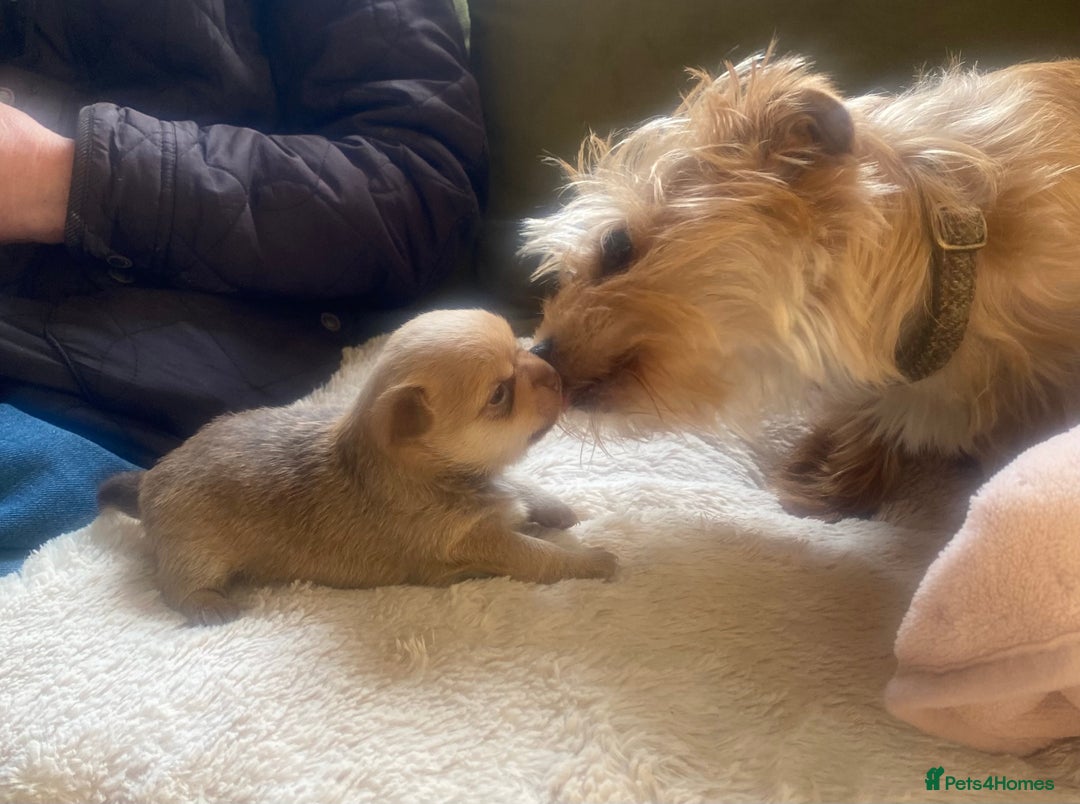 Chorkie dogs for sale: Chorkies - Advert 6