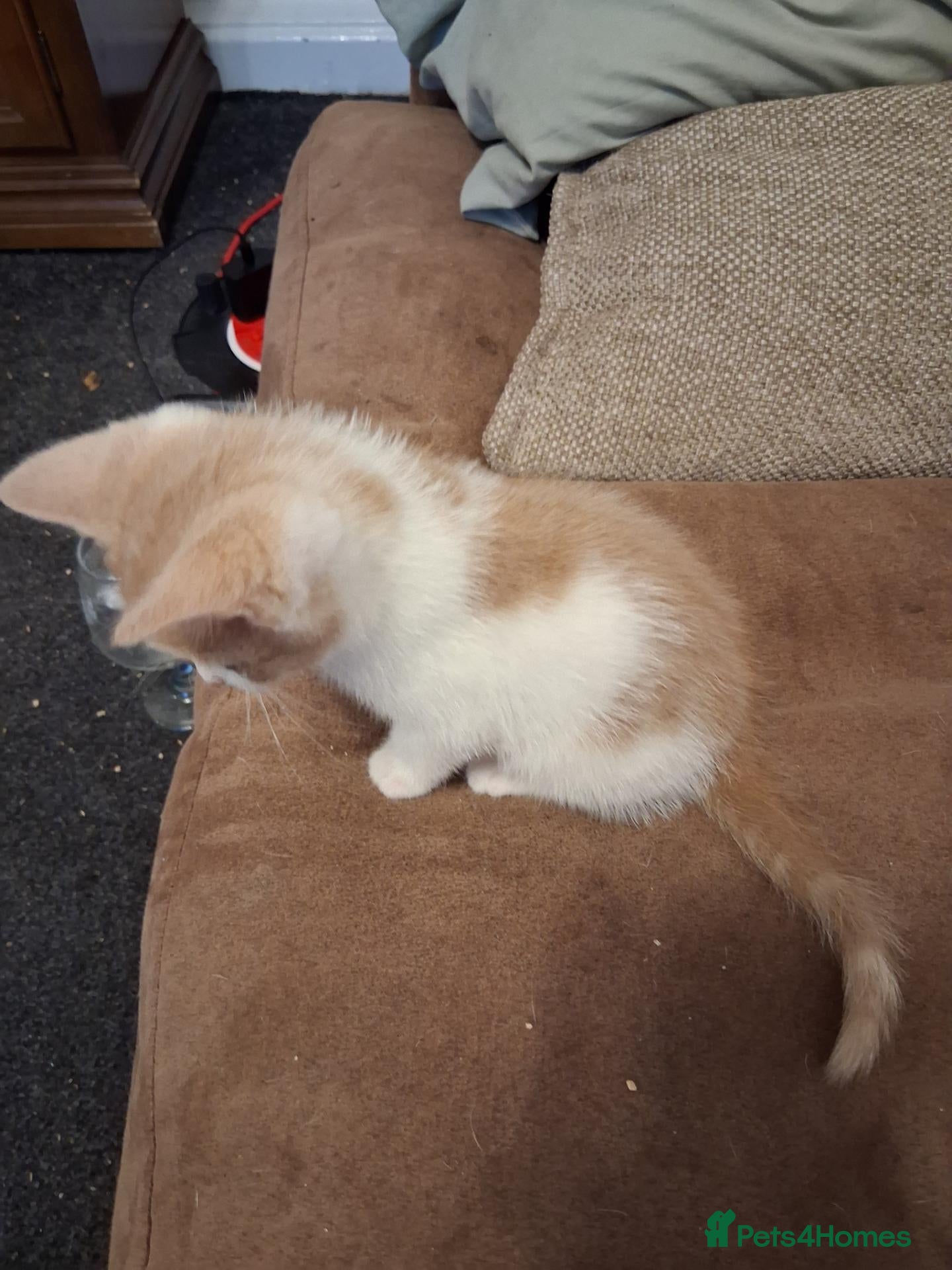 Mixed Breed cats Kittens 4 sale - Advert 16