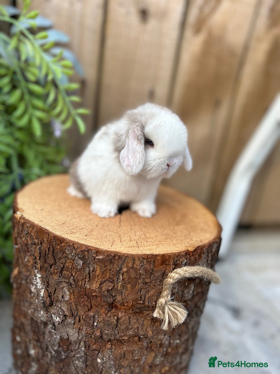 Mini Lop rabbits for sale: 🐰 PUREBRED MINI LOP BABIES 🐰 - Image 33