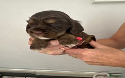 Cocker Spaniel dogs for sale: KC reg Cocker Spaniel Puppies, council licensed  - Image 12