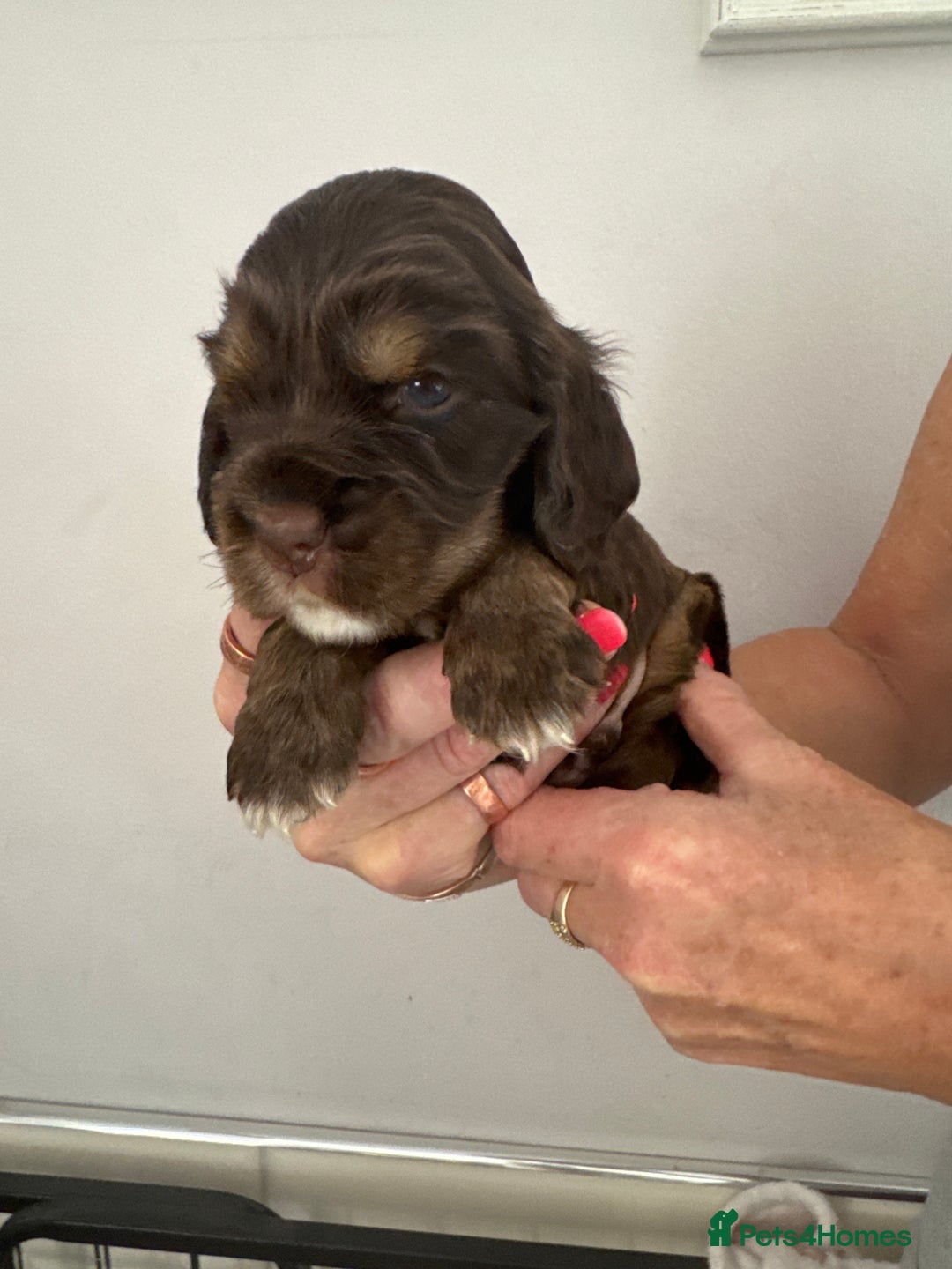 Cocker Spaniel dogs for sale: KC reg Cocker Spaniel Puppies, council licensed  - Image 12