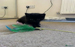 British Shorthair cats for sale: GCCF Registered British Shorthair Kittens  - Image 14