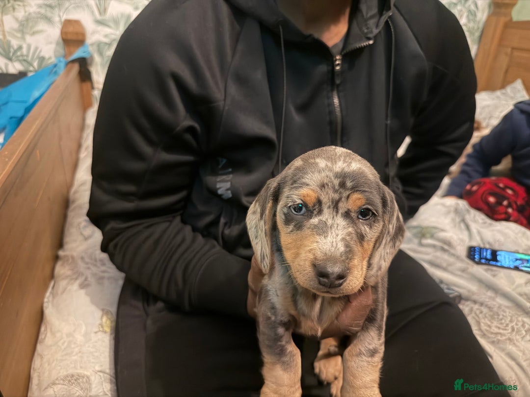 Dachshund dogs for sale: Isabella, pied, dapple dachshund - Advert 9