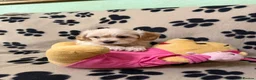 Poochon dogs for sale: ***Beautiful Poochon puppies Boys and Girls*** - Advert 13