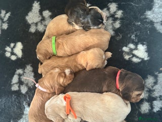 Cocker Spaniel dogs - Advert 14