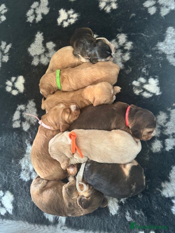 Cocker Spaniel dogs - Advert 7