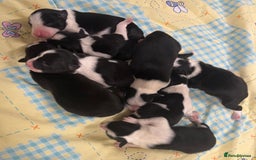 Border Collie dogs for sale: Border collie puppies ready now  - Image 9