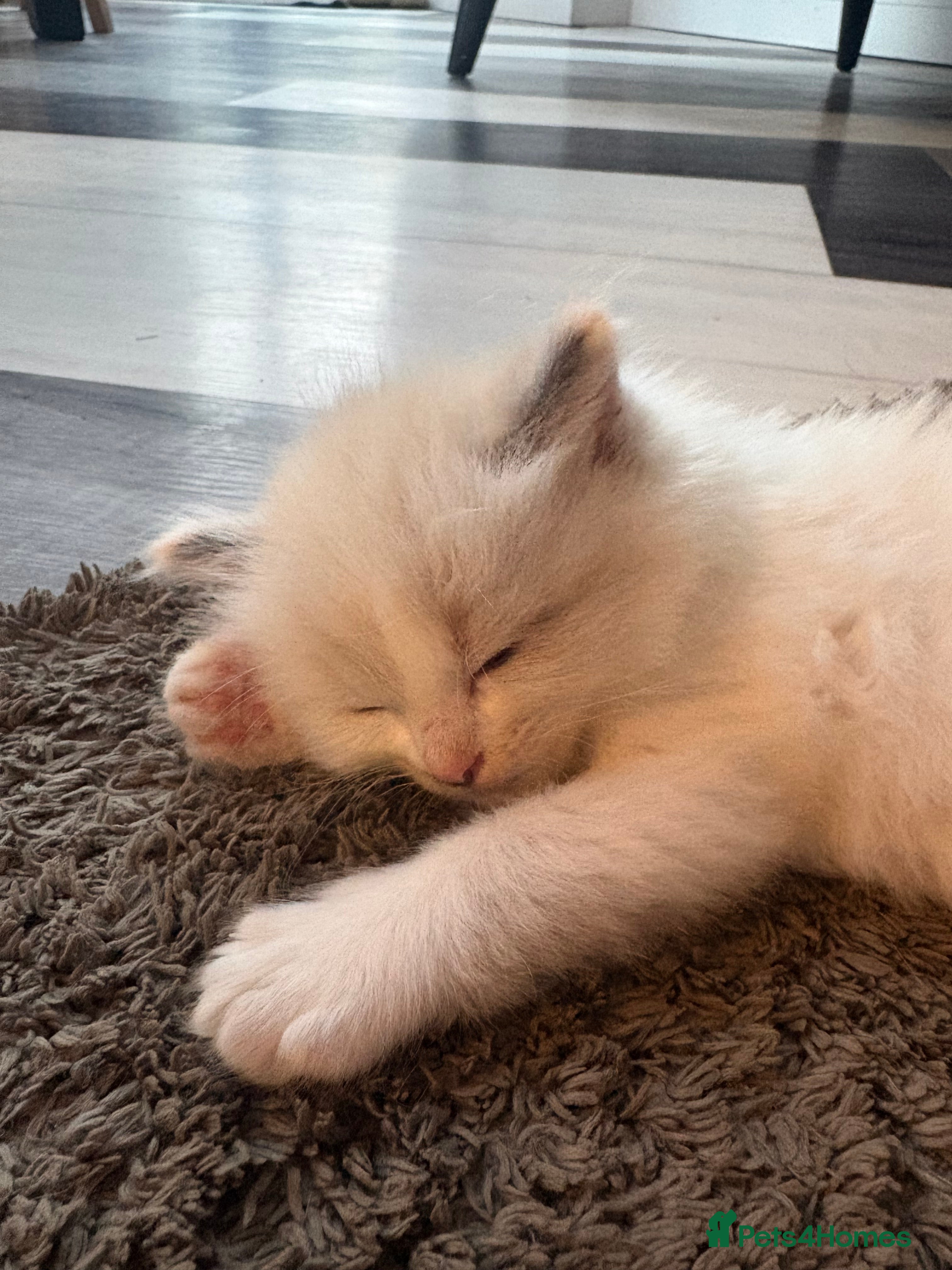 Ragdoll cats 5 Beautiful Fluffy Ragdoll Kittens  - Advert 2