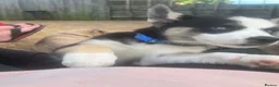 Huskita dogs for sale: Puppies for sale - Advert 4