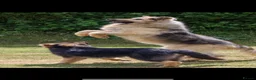 German Shepherd dogs for sale: KENBLOOM PRIMROSE RIPLEY KC health tested  - Advert 8