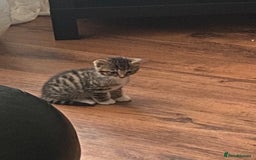 Mixed Breed cats for sale: Only 2 kittens 🐈‍⬛ left. - Image 5