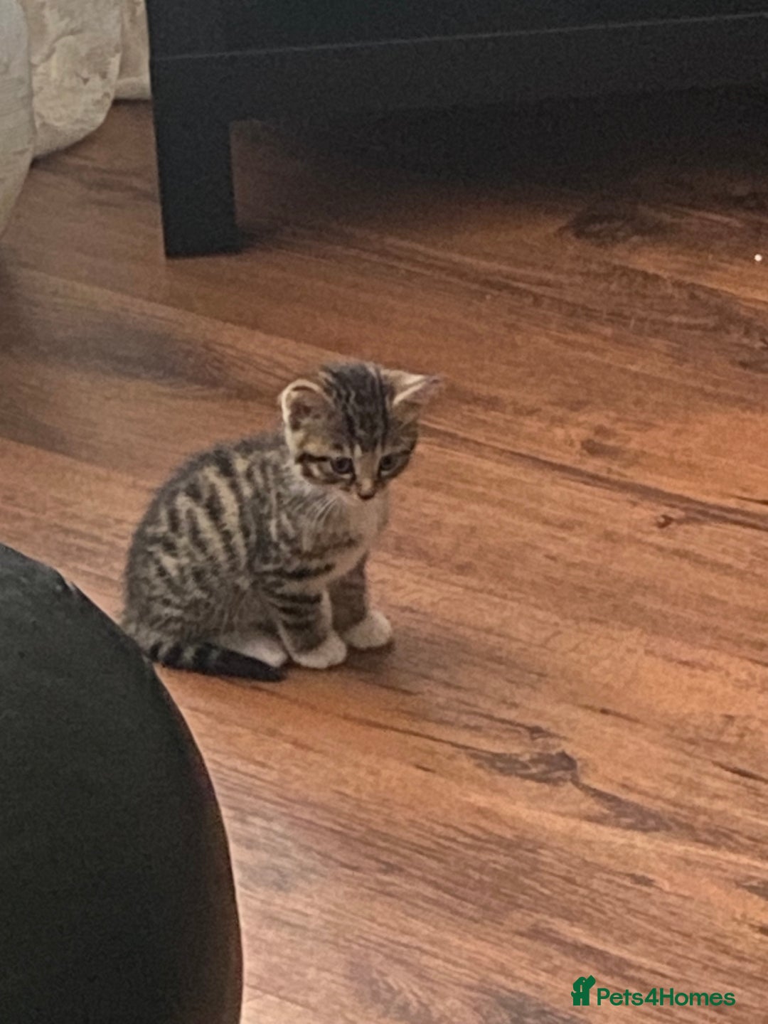 Mixed Breed cats for sale: Only 2 kittens 🐈‍⬛ left. - Image 5