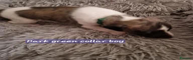 Dark green collar boy 