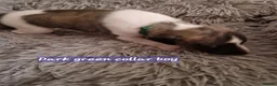 Whippet dogs for sale: Beautiful whippet puppies looking for new home in Swindon - Advert 5
