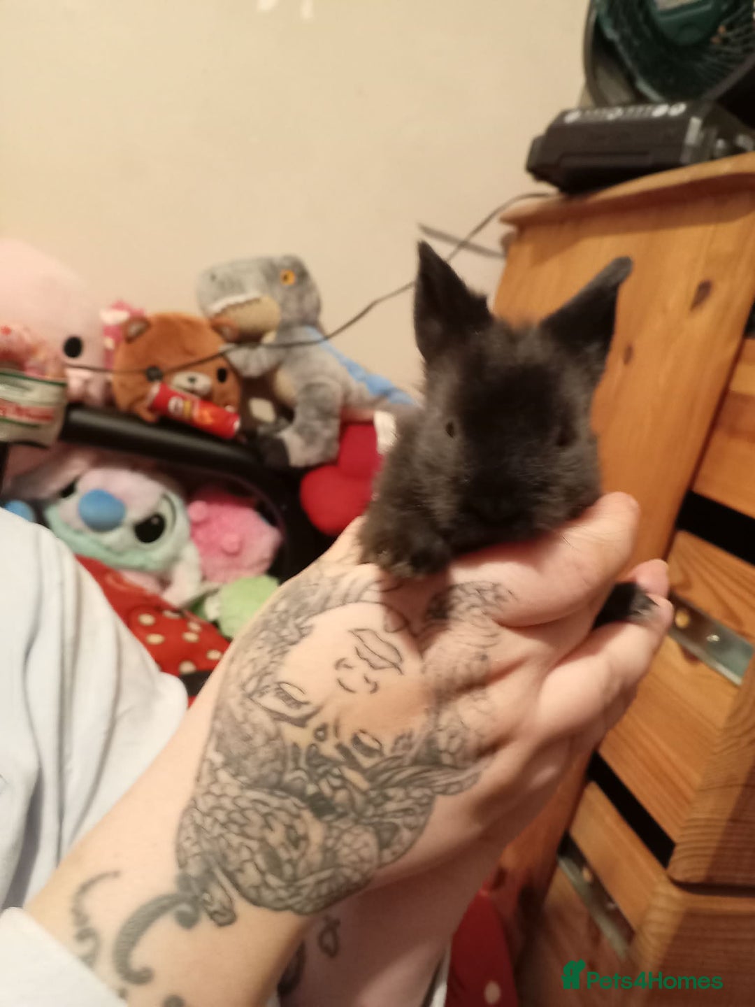 Lionhead rabbits for sale: Pedigree Lionhead Baby rabbits - Advert 16