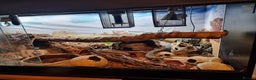 Monitor reptiles for sale: Two yellow ring spiny tailed ackies, and vivarium - Advert 5