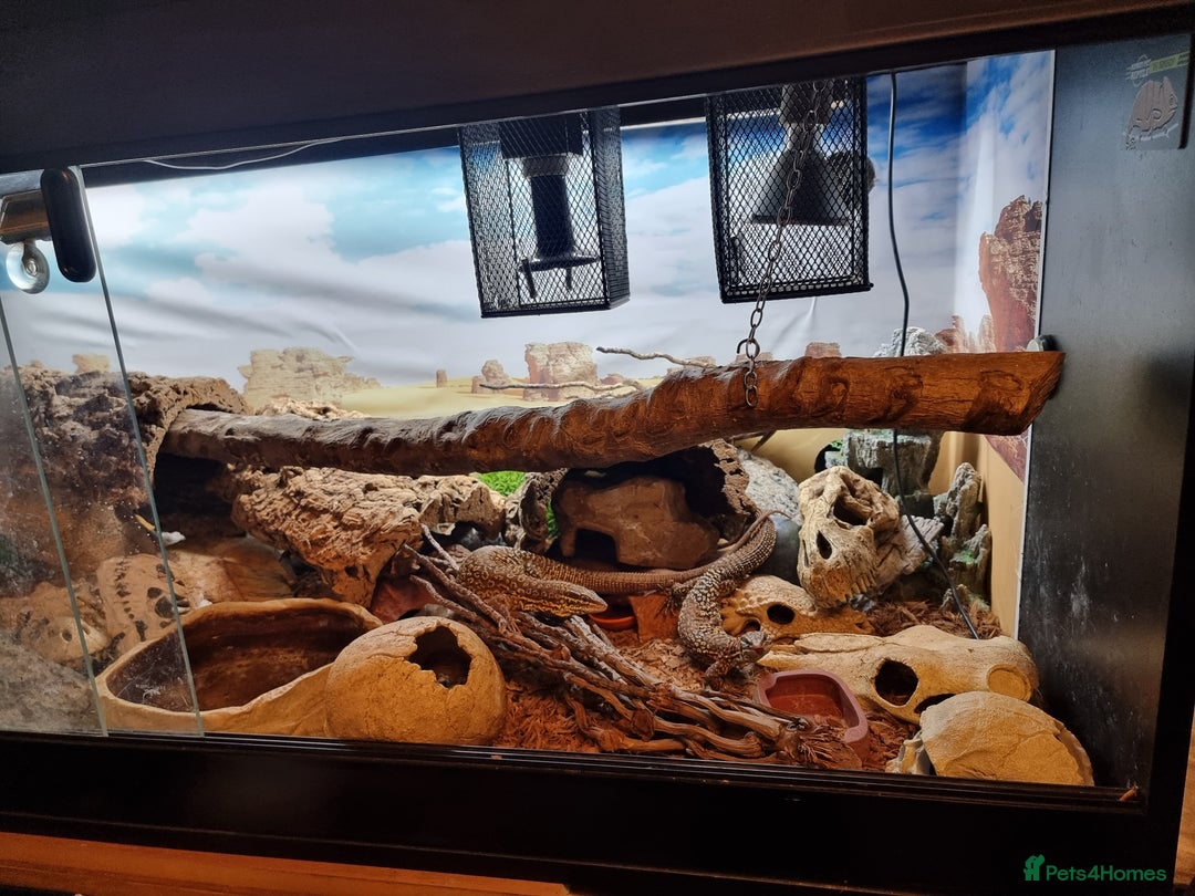 Monitor reptiles for sale: Two yellow ring spiny tailed ackies, and vivarium - Advert 5