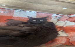 Maine Coon cats for sale: Half Maine coon kittens  - Image 10