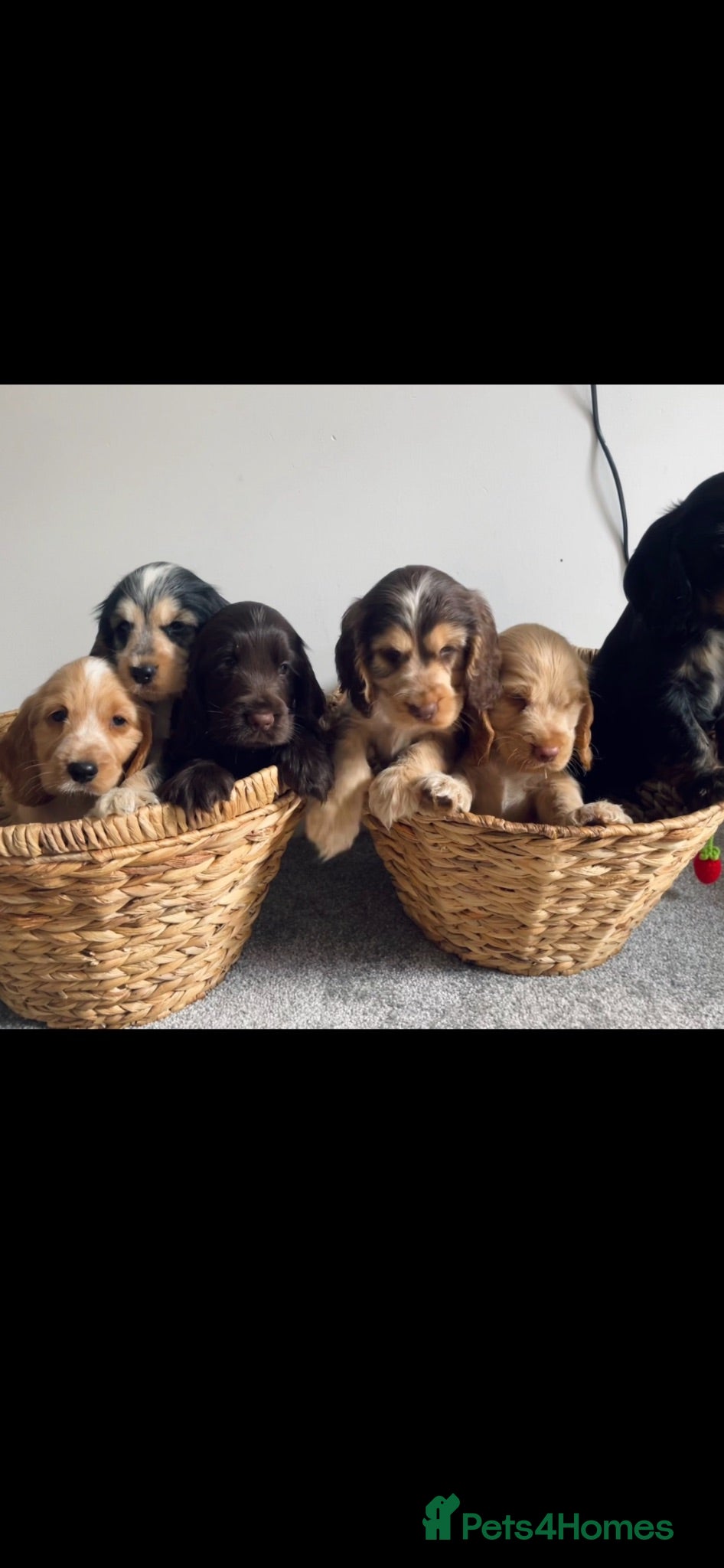 Cocker Spaniel dogs Beautiful litter of kc cocker spaniel pups 🐾 - Advert 1