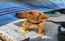Labrador Retriever dogs for sale: Kc labrador puppies  - Image 4