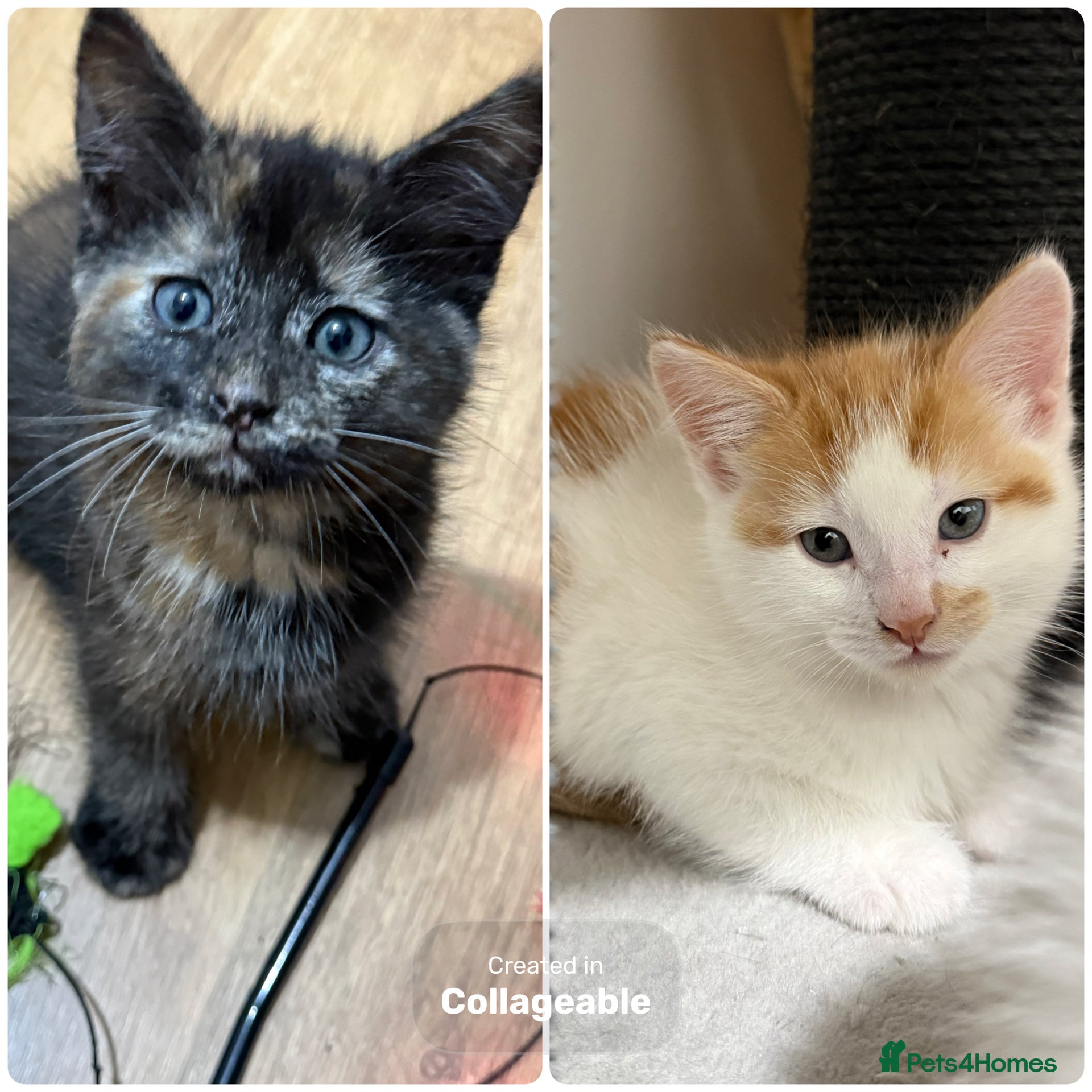 Mixed Breed cats 2 beautiful kittens  - Advert 1