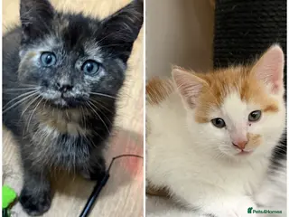 Mixed Breed cats 2 beautiful kittens - Advert 1