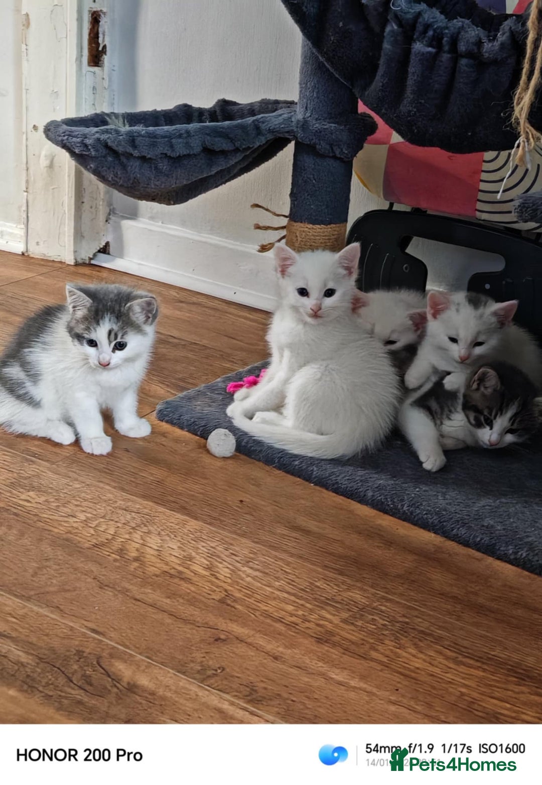Khao Manee cats for sale: Beautiful kittens (ready to leave 9.02.2026) - Advert 5
