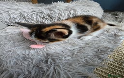 Mixed Breed cats for sale: Premium mixed breed kittens - Image 7