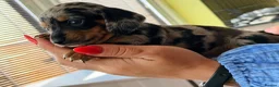 Miniature Dachshund dogs for sale: 🌸Special puppies for Special Peoples 🌸 - Advert 7