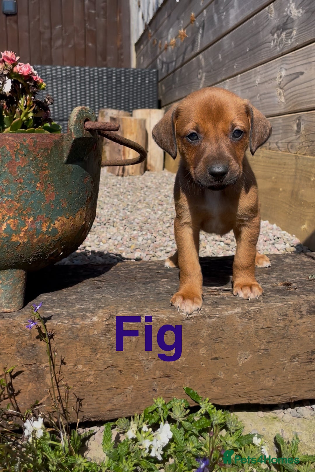Mixed Breed dogs for sale: Stunning DNA heath test Collie x Hungarian Viszla - Image 6