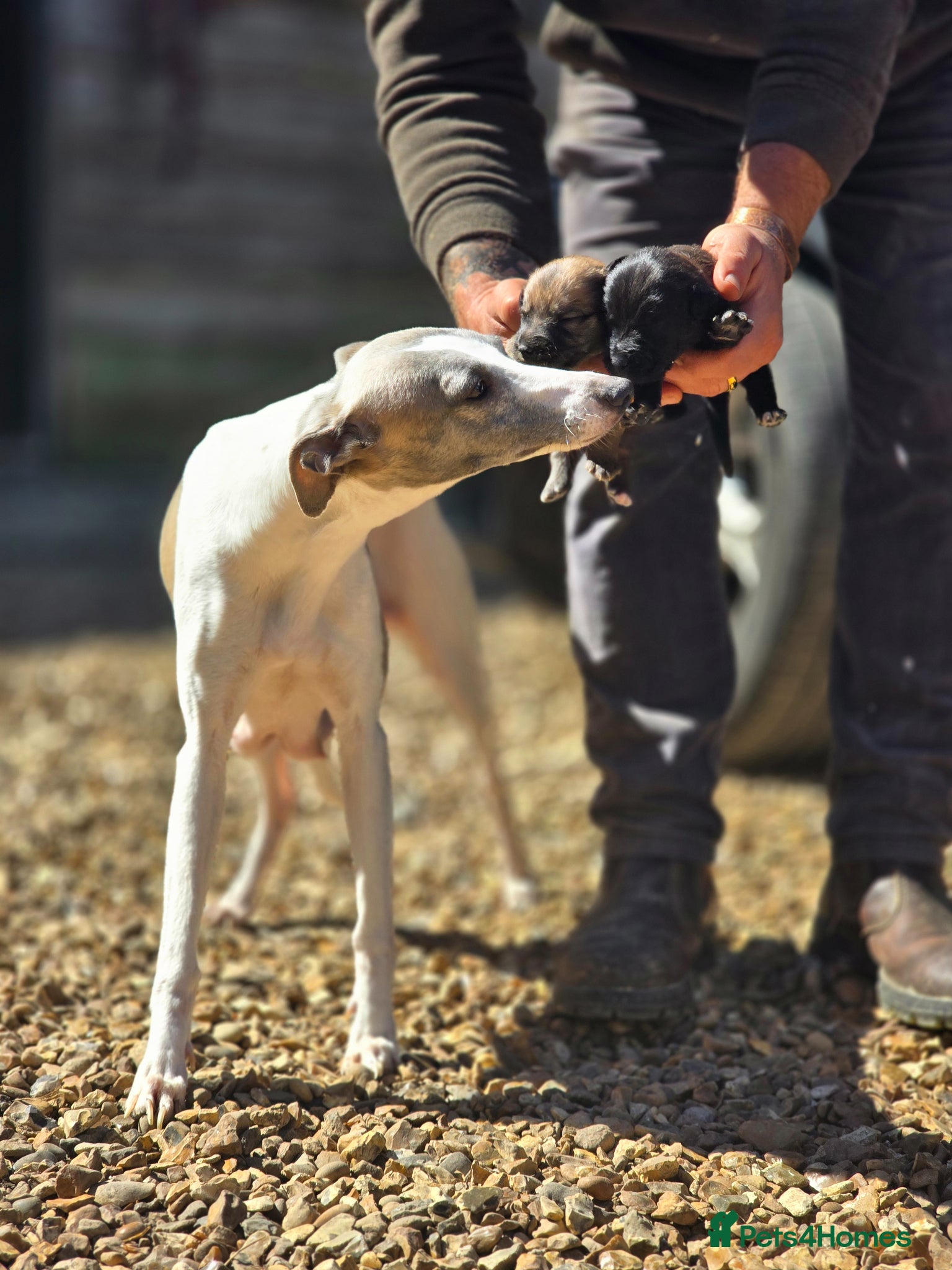 Mixed Breed dogs Bedlington whippet. First cross.  - Advert 12