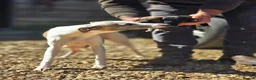 Mixed Breed dogs for sale: Bedlington whippet. Woody & Paddy - Advert 17