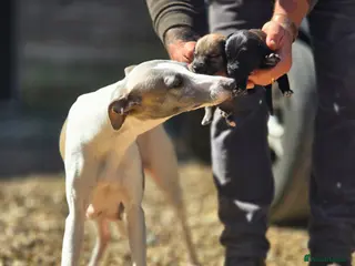 Mixed Breed dogs Bedlington whippet. First cross. - Advert 15
