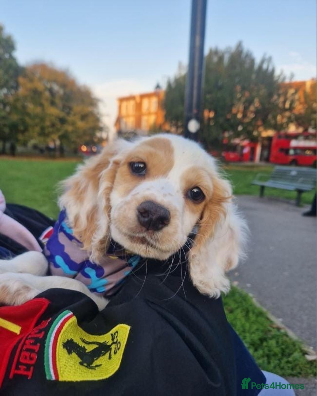 Cocker Spaniel dogs for sale: Cocker spaniel puppy  - Advert 2