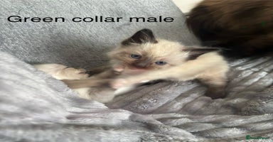 Ragdoll cats - Advert 9