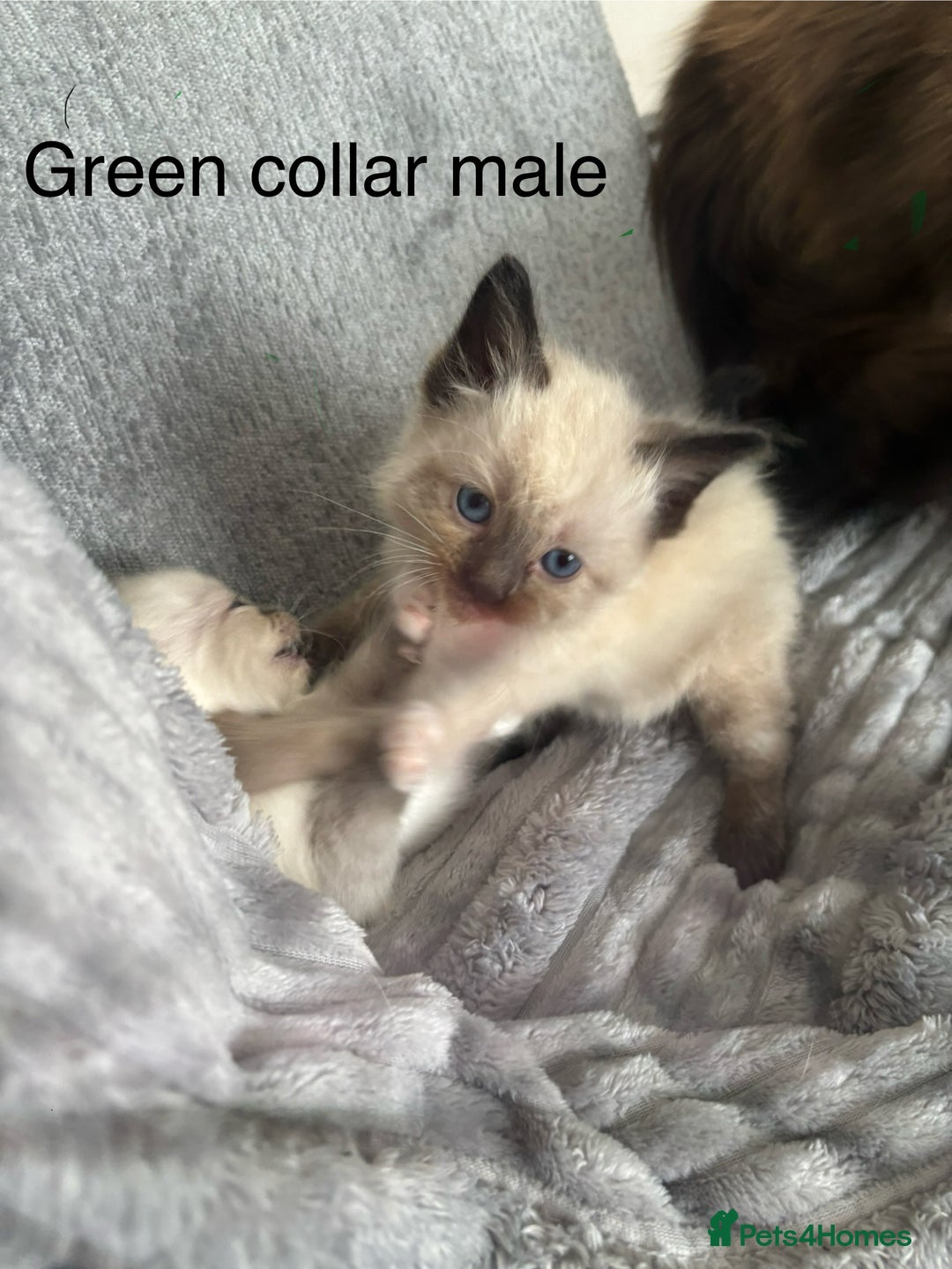Ragdoll cats for sale: Gorgeous male ragdoll kittens  - Image 3