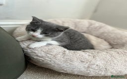 Mixed Breed cats for sale: Beautiful Mixed Breed Kittens for Sale - All Boys  - Image 3