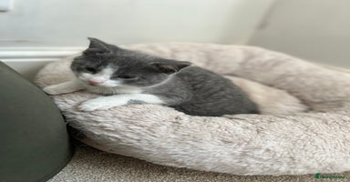 Mixed Breed cats - Advert 3