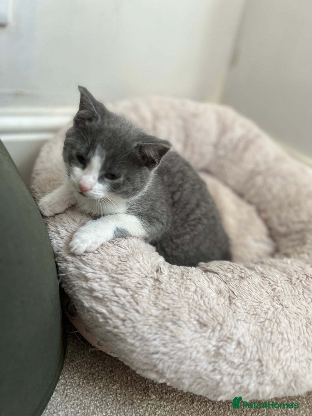 Mixed Breed cats for sale: Beautiful Mixed Breed Kittens for Sale - All Boys  - Image 3