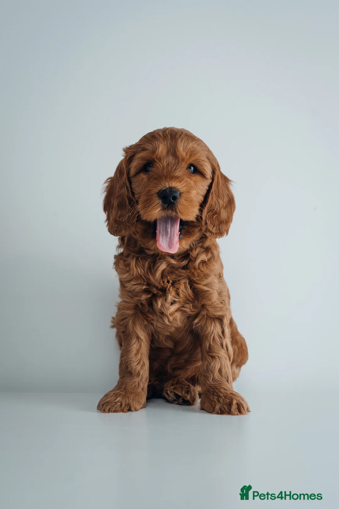 Labradoodle dogs for sale: LAST FEW PUPS - F2B Labradoodle Puppies - Advert 18