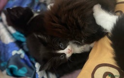 Mixed Breed cats for sale: Three long hair one short tuxedo kittens - Image 10