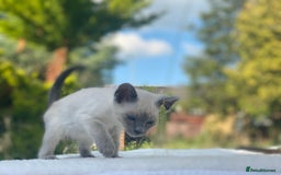Siamese cats for sale: 😻 Top Quality All Colours Siamese Kittens.  - Image 9