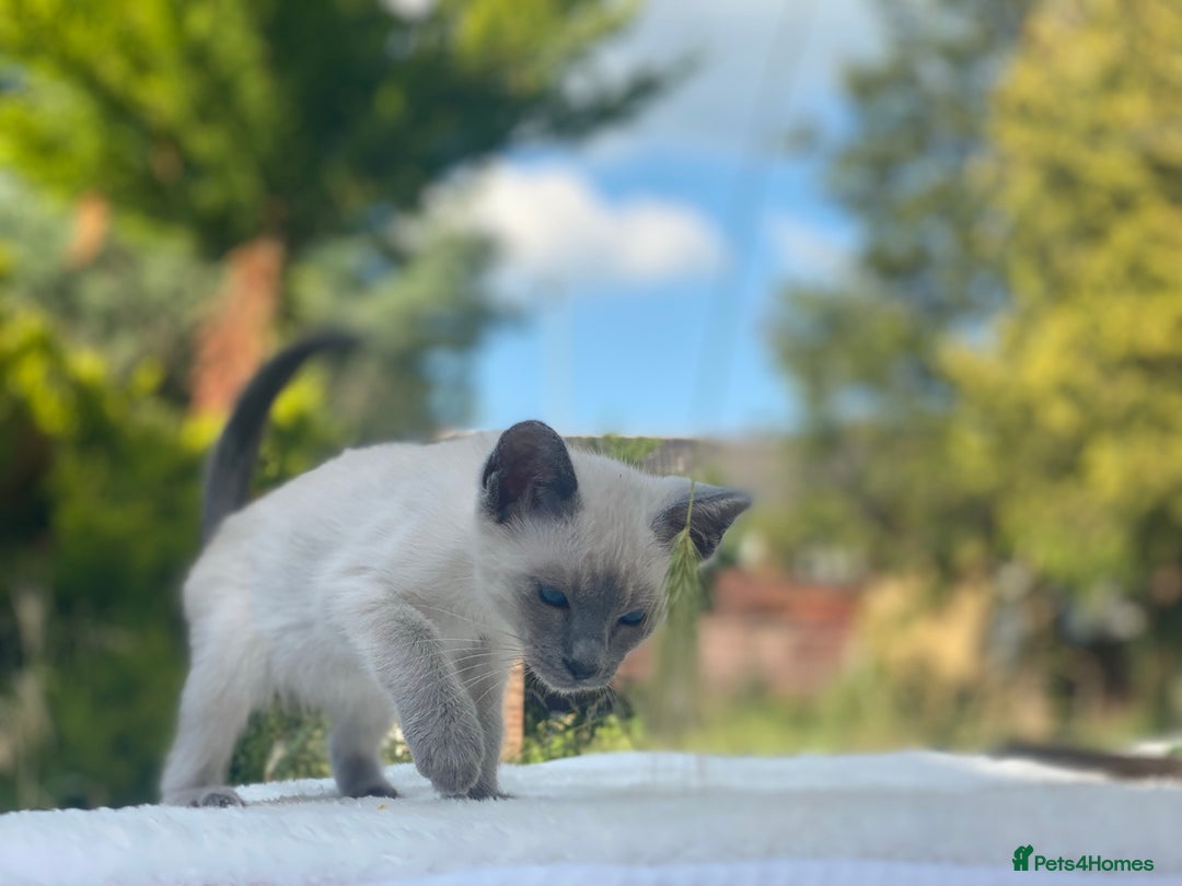 Siamese cats for sale: 😻 Top Quality All Colours Siamese Kittens.  - Image 9