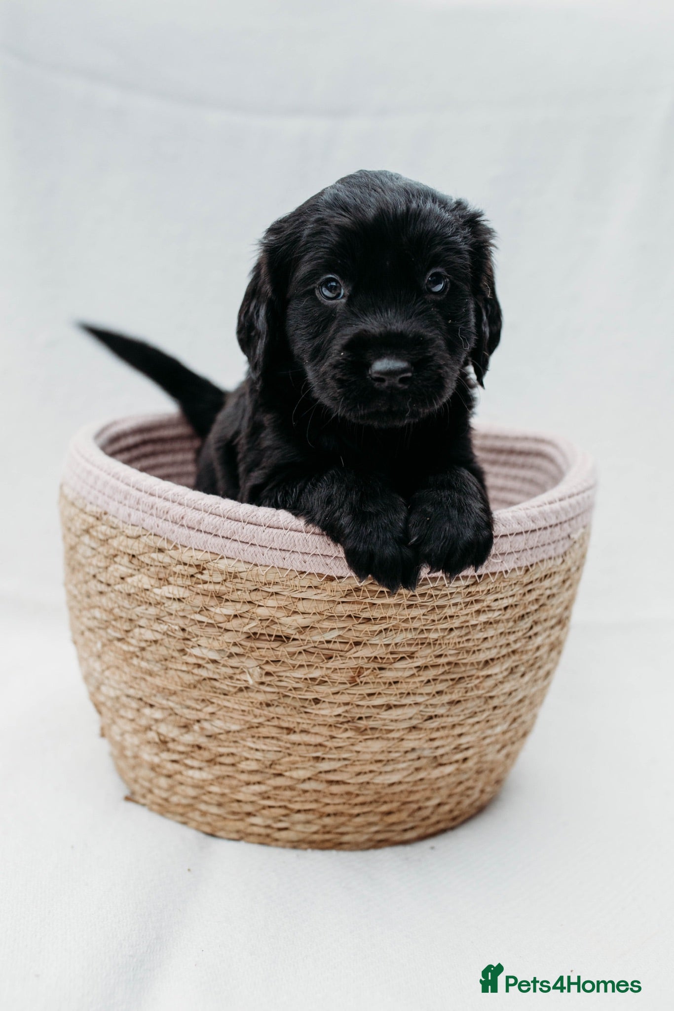 Mixed Breed dogs Stunning litter golden retriever x flat coat retri - Advert 1