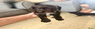 Cockapoo 6