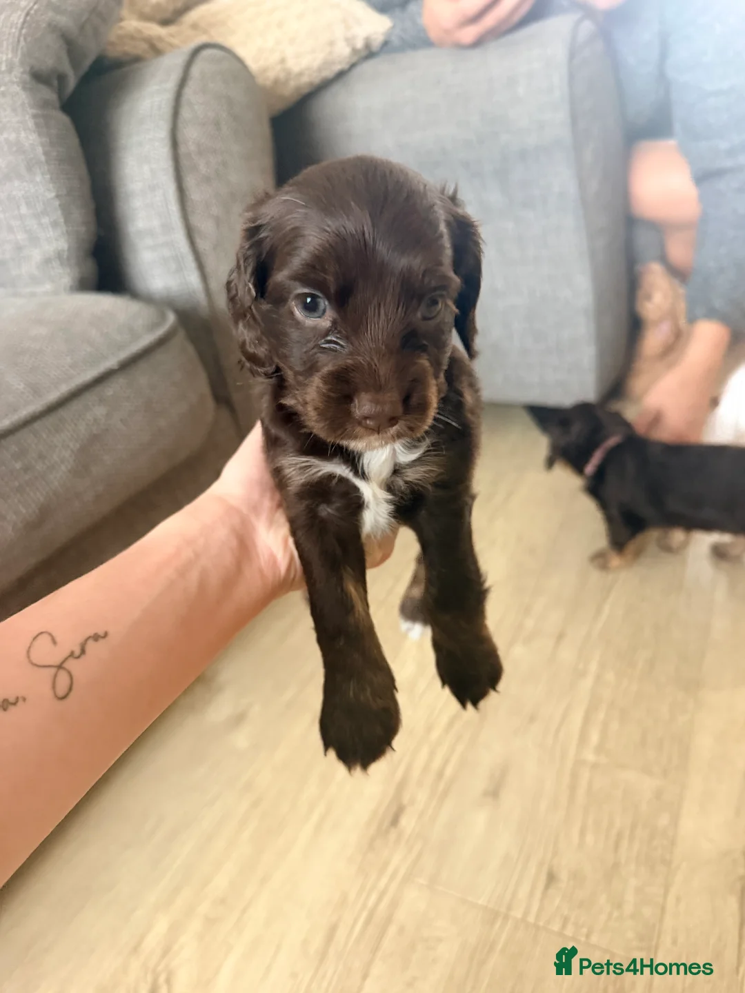 Cockapoo dogs for sale: Beautiful litter of F1B Cockerpoo Puppies - Advert 2