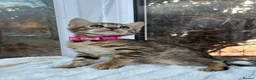 Bengal cats for sale: 💕 GORGEOUS PURE BENGAL KITTENS READY FOR HOMES!  - Advert 17