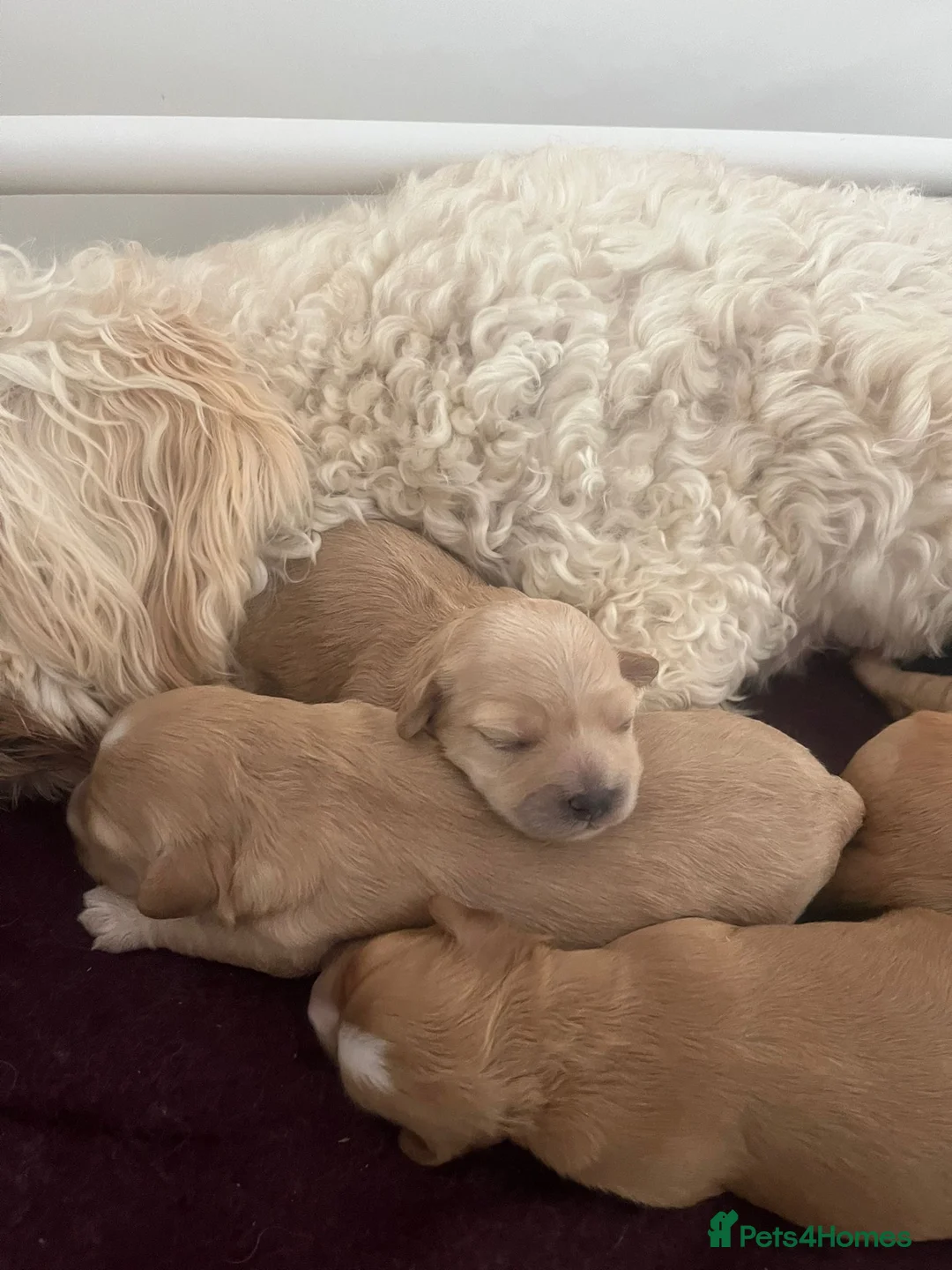 Cavapoo dogs for sale: Cavapoo  in Liverpool - Advert 2