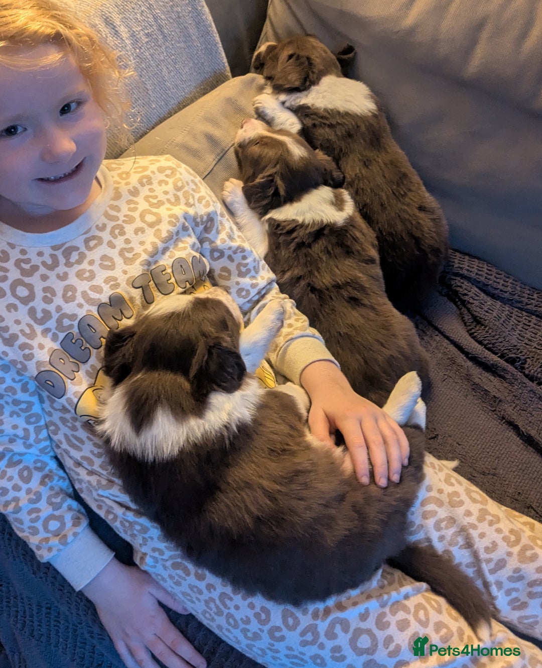 Border Collie dogs for sale: Red and white border collie/Sheepdog Pups - Image 17
