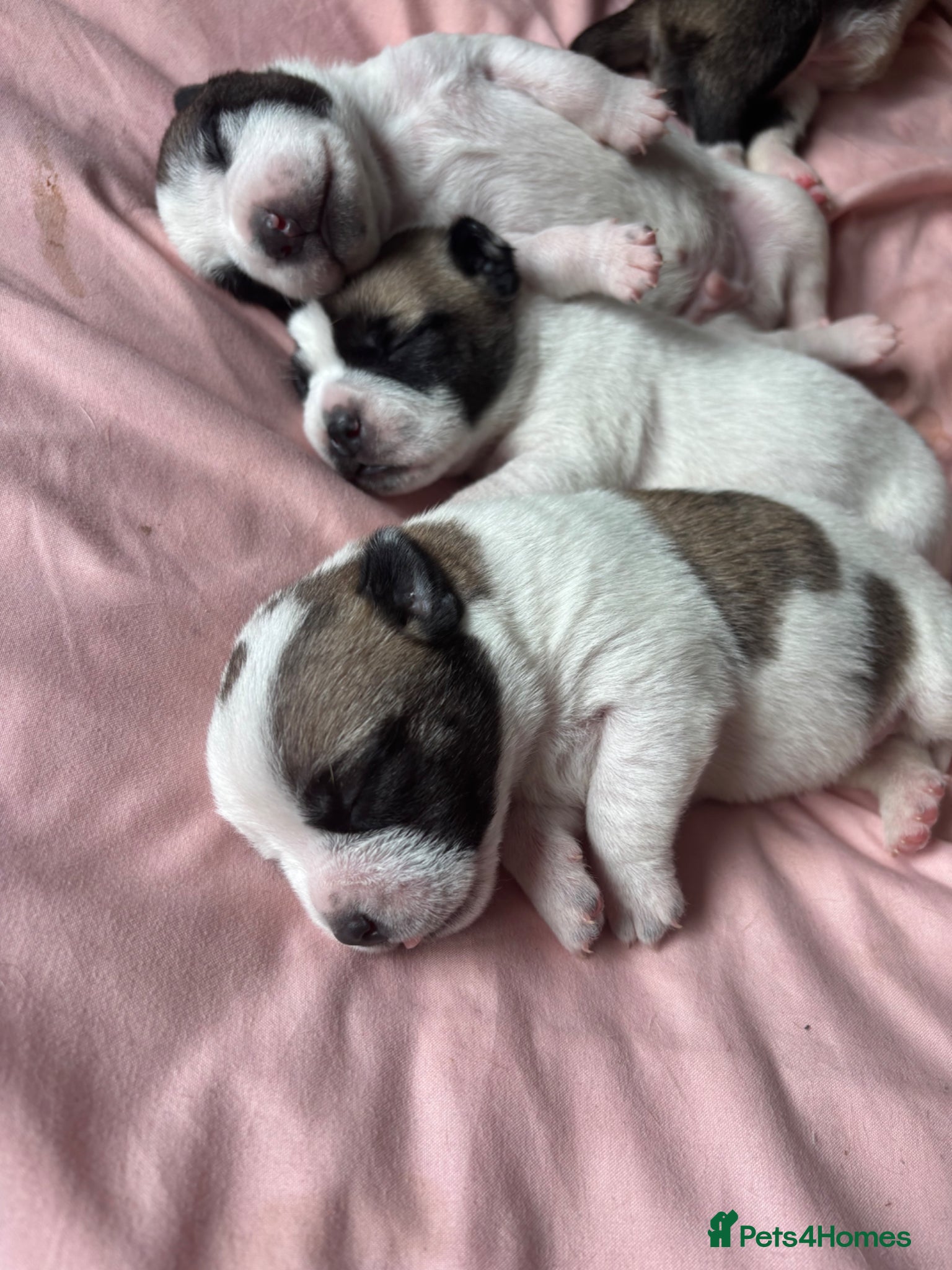 Mixed Breed dogs  JR Staff X Staffy Lurcher Puppies  - Advert 8